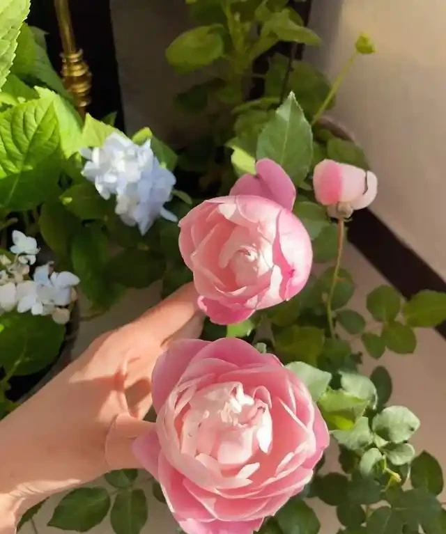 「比香水還要香」的9種花，陽臺上養一盆，滿屋子都飄香！