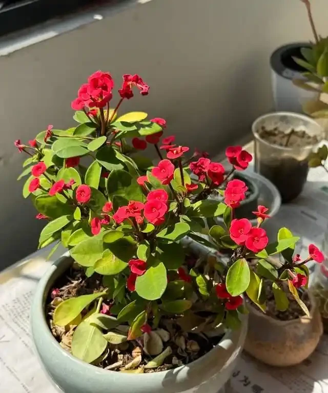 「比香水還要香」的9種花，陽臺上養一盆，滿屋子都飄香！