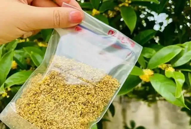 「比香水還要香」的9種花，陽臺上養一盆，滿屋子都飄香！
