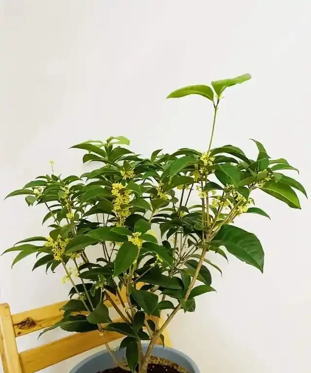 「比香水還要香」的9種花，陽臺上養一盆，滿屋子都飄香！