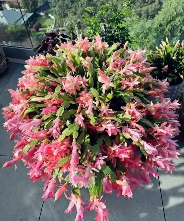 「比香水還要香」的9種花，陽臺上養一盆，滿屋子都飄香！