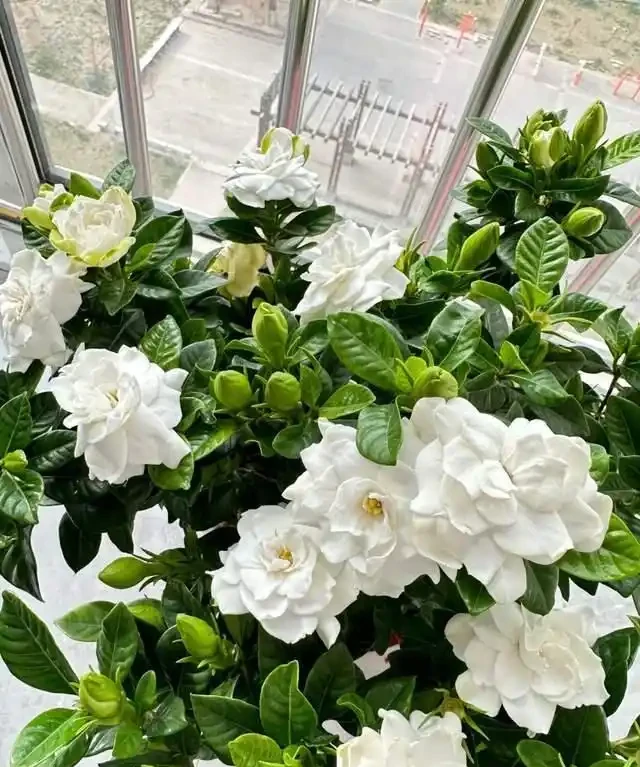 「比香水還要香」的9種花，陽臺上養一盆，滿屋子都飄香！