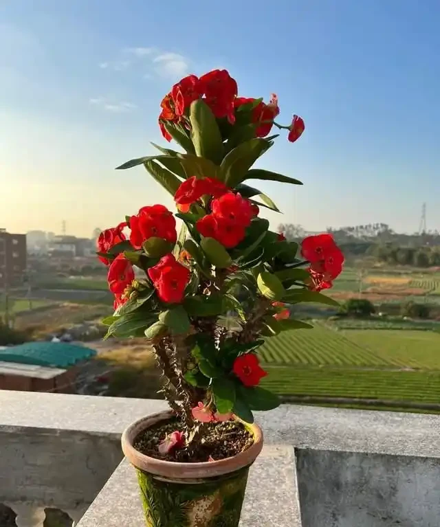 「比香水還要香」的9種花，陽臺上養一盆，滿屋子都飄香！
