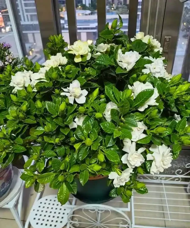 「比香水還要香」的9種花，陽臺上養一盆，滿屋子都飄香！