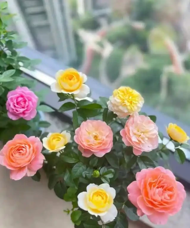 「比香水還要香」的9種花，陽臺上養一盆，滿屋子都飄香！