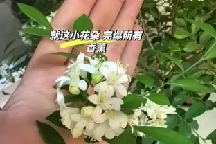 「比香水還要香」的9種花，陽臺上養一盆，滿屋子都飄香！