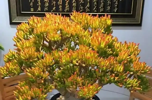 「陽臺養3花，不愁沒錢花」，3種「吸財花」，好養又「旺財」！