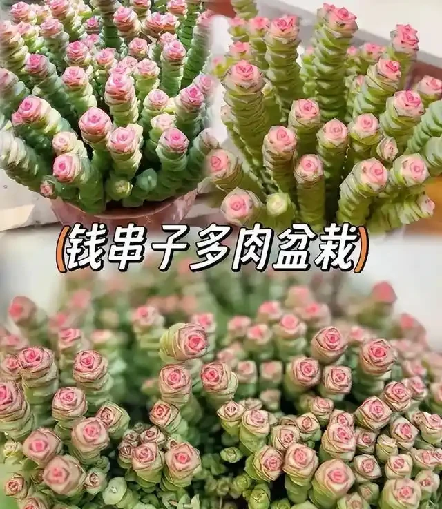 「陽臺養3花，不愁沒錢花」，3種「吸財花」，好養又「旺財」！