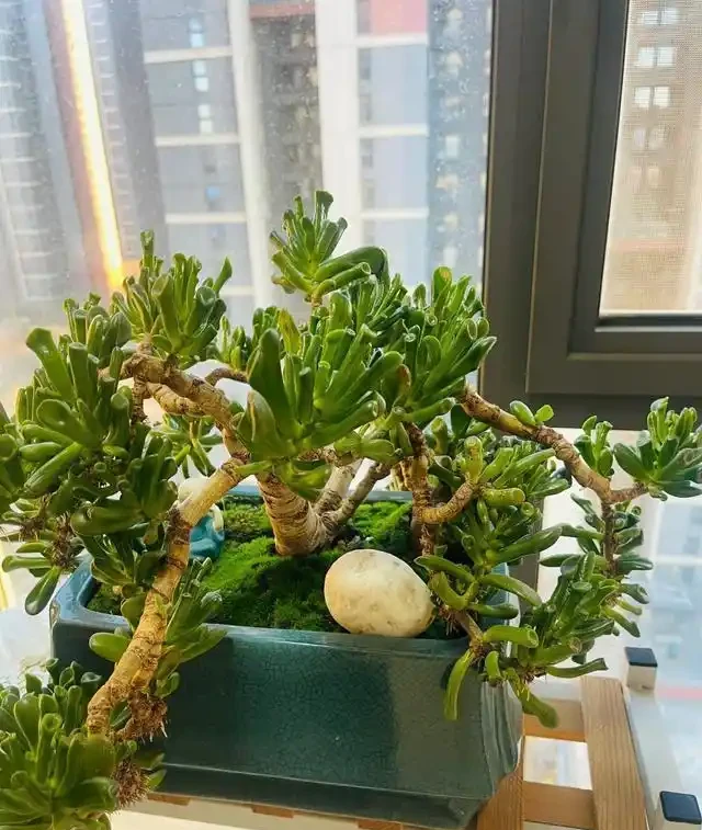 「陽臺養3花，不愁沒錢花」，3種「吸財花」，好養又「旺財」！