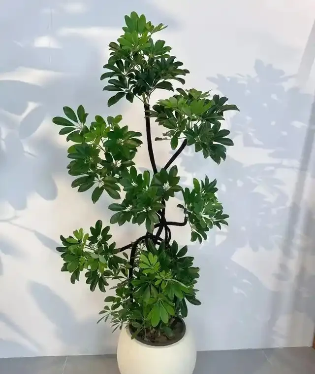 「陽臺養3花，不愁沒錢花」，3種「吸財花」，好養又「旺財」！