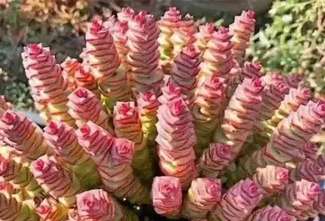 「陽臺養3花，不愁沒錢花」，3種「吸財花」，好養又「旺財」！