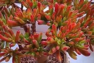 「陽臺養3花，不愁沒錢花」，3種「吸財花」，好養又「旺財」！