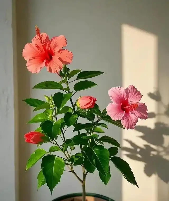 365天開花不斷的花卉:科學篩選與養護全攻略