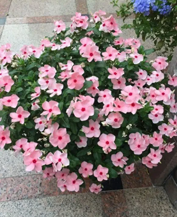 365天開花不斷的花卉:科學篩選與養護全攻略