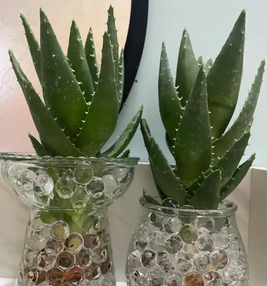 適合臥室養的5種花,晚上會清新空氣,難怪越睡越香!