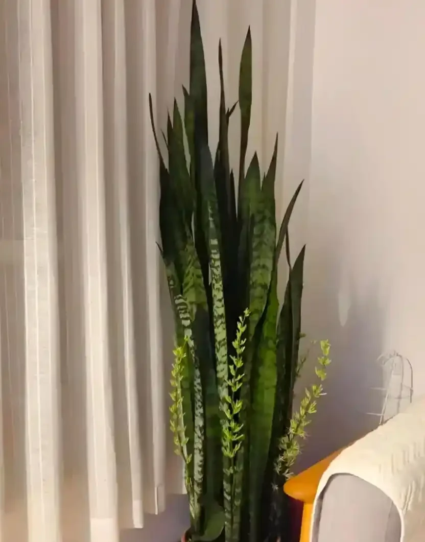 適合臥室養的5種花,晚上會清新空氣,難怪越睡越香!