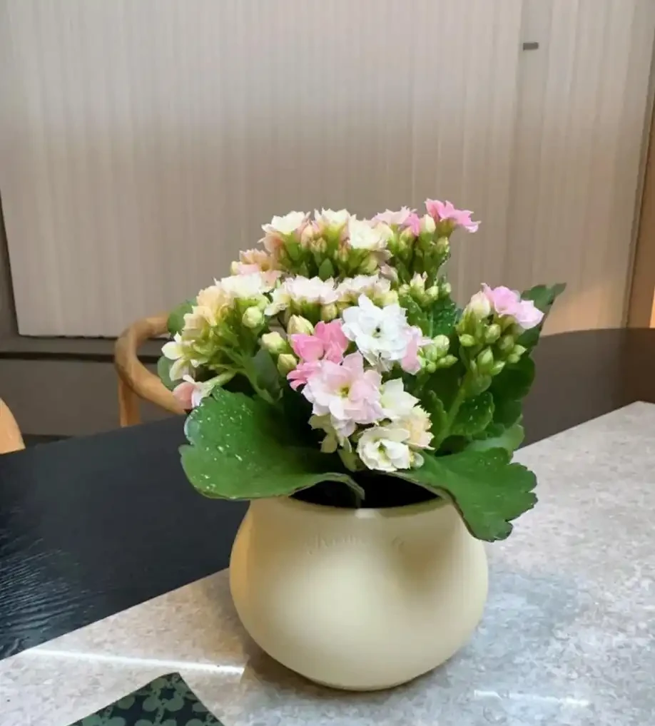 適合臥室養的5種花,晚上會清新空氣,難怪越睡越香!
