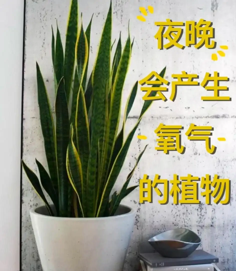 適合臥室養的5種花,晚上會清新空氣,難怪越睡越香!