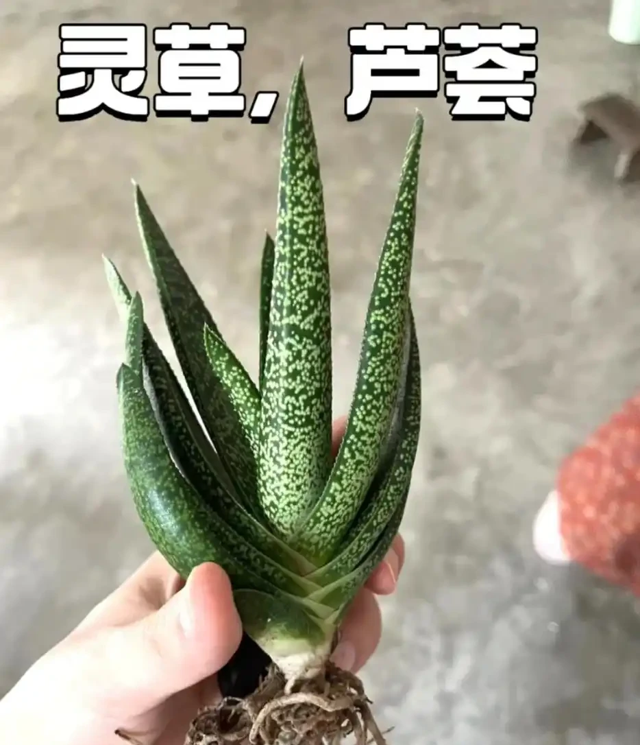 適合臥室養的5種花,晚上會清新空氣,難怪越睡越香!