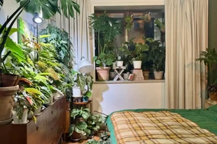 適合臥室養的5種花，晚上會清新空氣，難怪越睡越香！