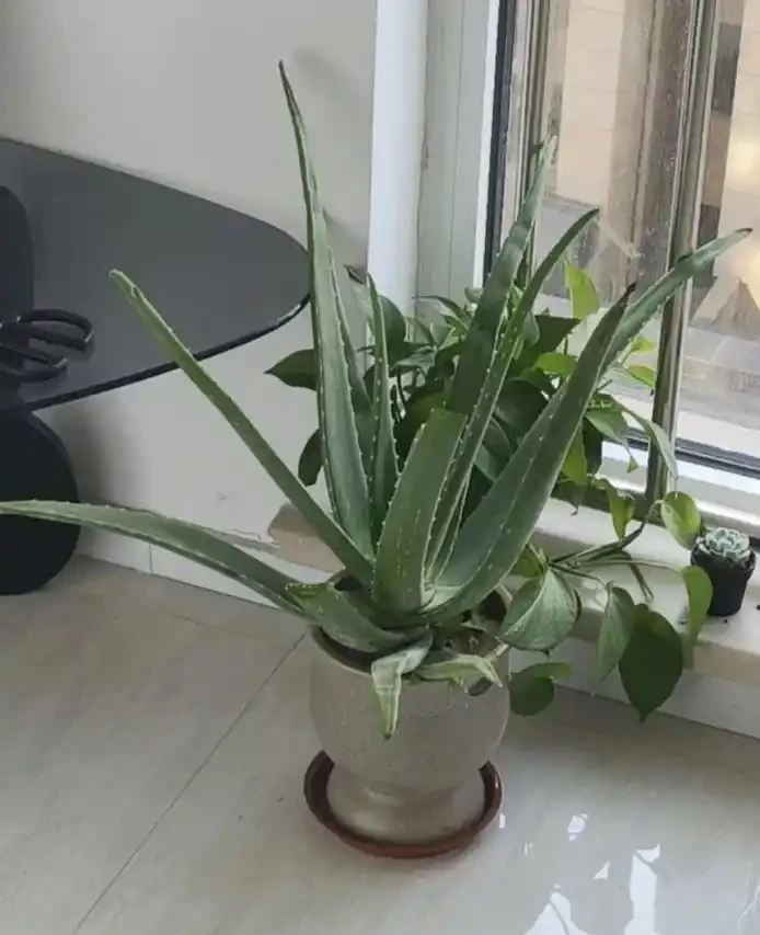 能淨化空氣的8種花,再窮也得養上一盆,家裡的廢氣統統都吸光!