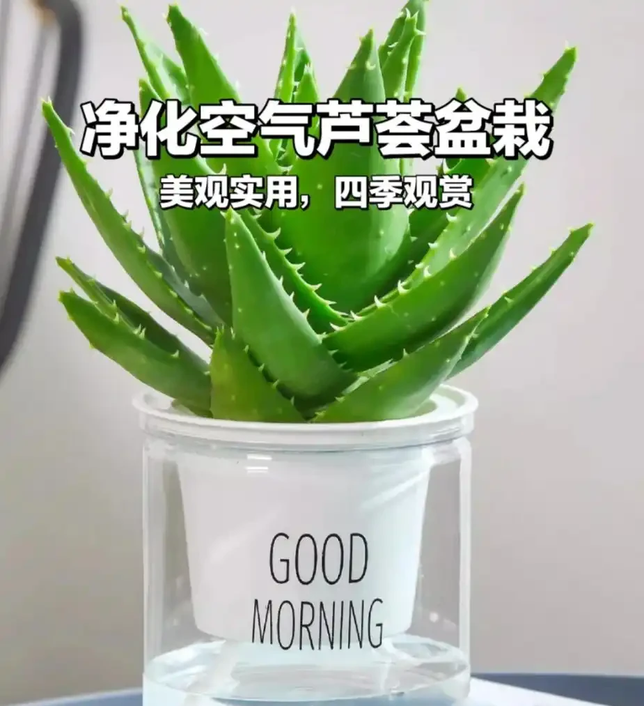 能淨化空氣的8種花,再窮也得養上一盆,家裡的廢氣統統都吸光!