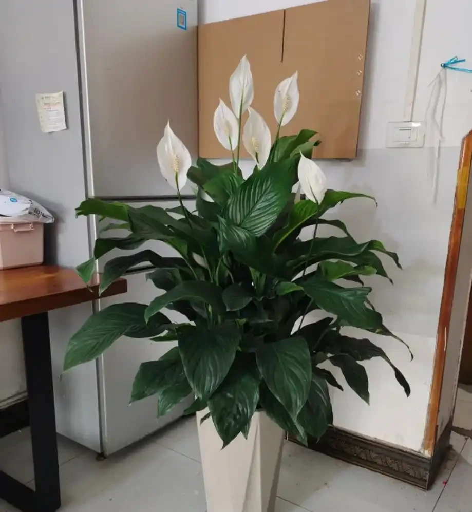 能淨化空氣的8種花,再窮也得養上一盆,家裡的廢氣統統都吸光!