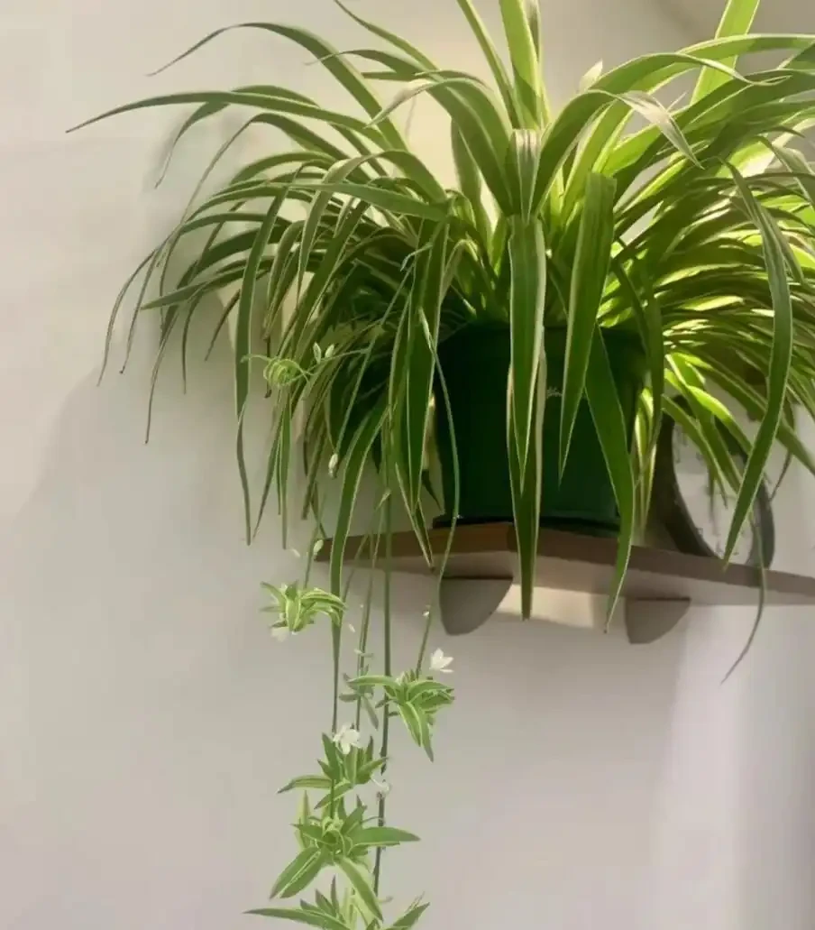 能淨化空氣的8種花,再窮也得養上一盆,家裡的廢氣統統都吸光!
