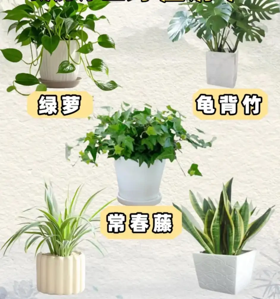 能淨化空氣的8種花,再窮也得養上一盆,家裡的廢氣統統都吸光!