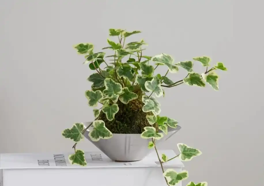 能淨化空氣的8種花,再窮也得養上一盆,家裡的廢氣統統都吸光!