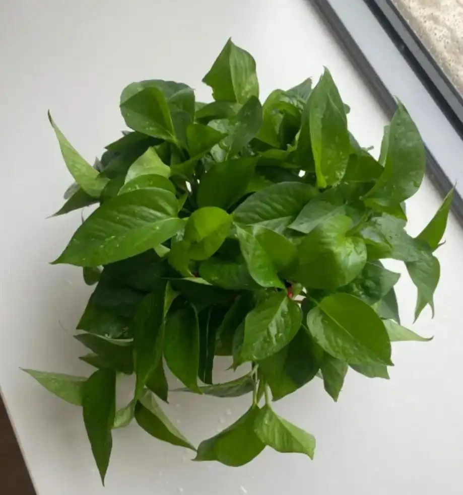 能淨化空氣的8種花,再窮也得養上一盆,家裡的廢氣統統都吸光!