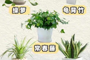 能淨化空氣的8種花，再窮也得養上一盆，家裡的廢氣統統都吸光！