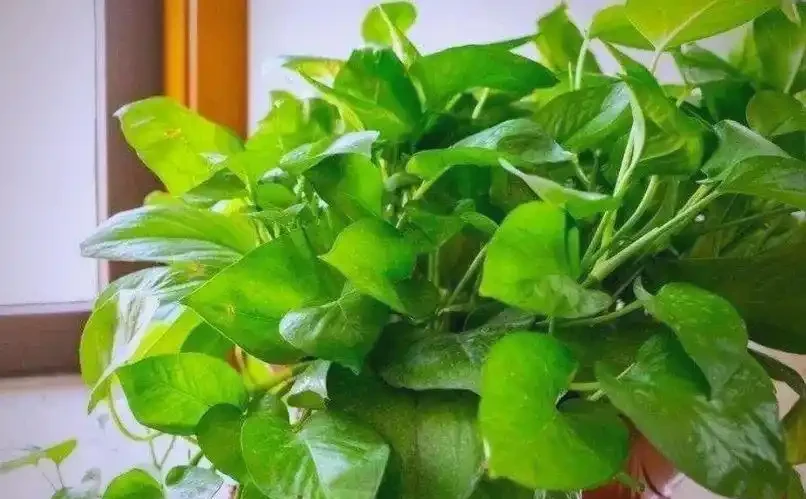 黃金葛在家居與公司的風水佈局與禁忌