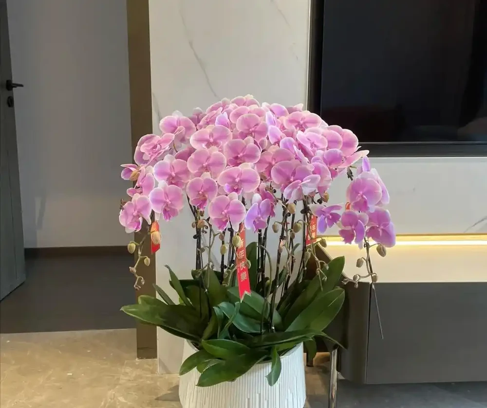 「客廳有花,好運到家」,5種美花客廳擺,吉祥順心超自在