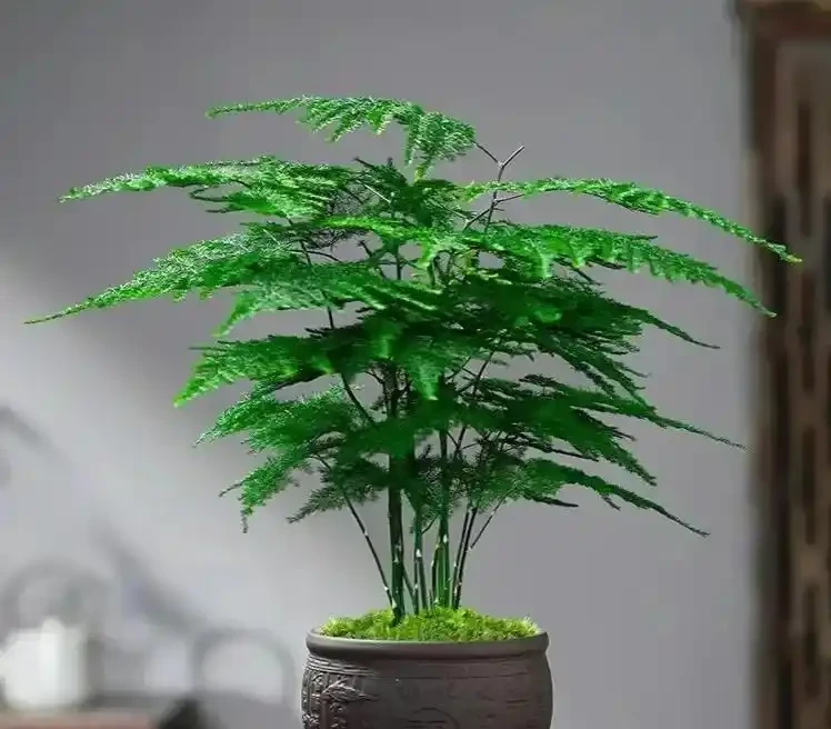 「客廳有花,好運到家」,5種美花客廳擺,吉祥順心超自在