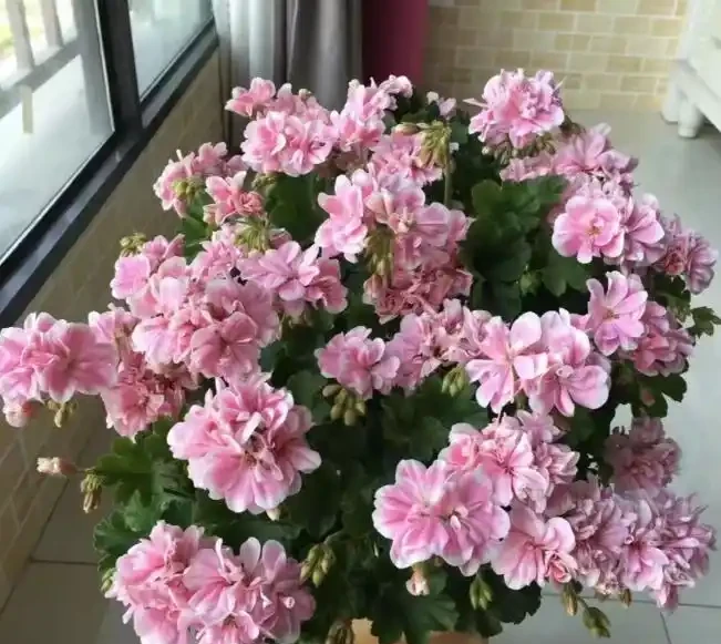 這十種花，顏值高又勤花，一年到頭開不停，養了才知道有多美