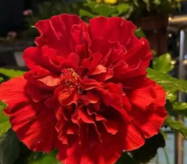 這十種花，顏值高又勤花，一年到頭開不停，養了才知道有多美