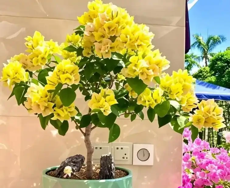 這十種花，顏值高又勤花，一年到頭開不停，養了才知道有多美
