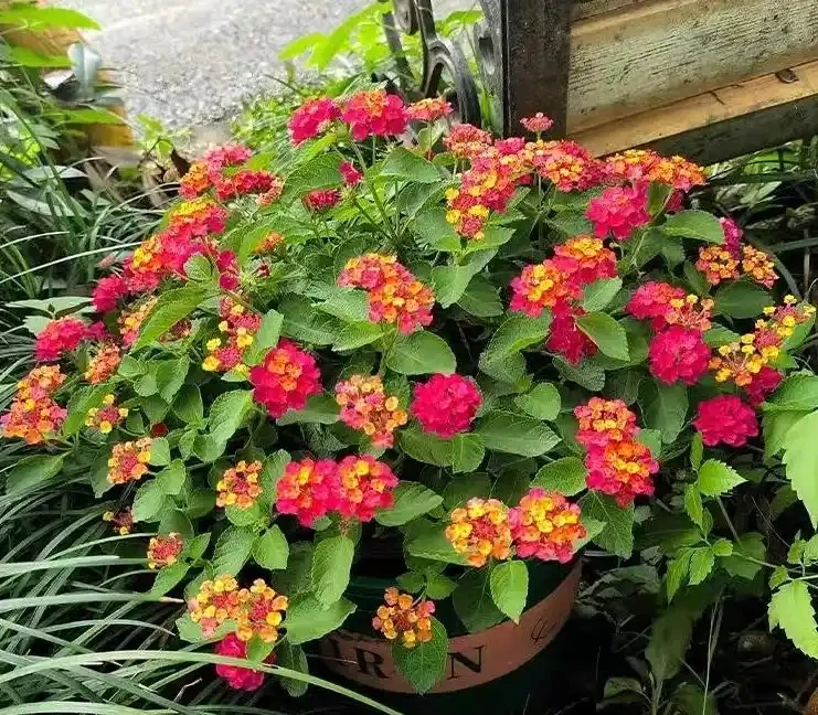 這十種花，顏值高又勤花，一年到頭開不停，養了才知道有多美