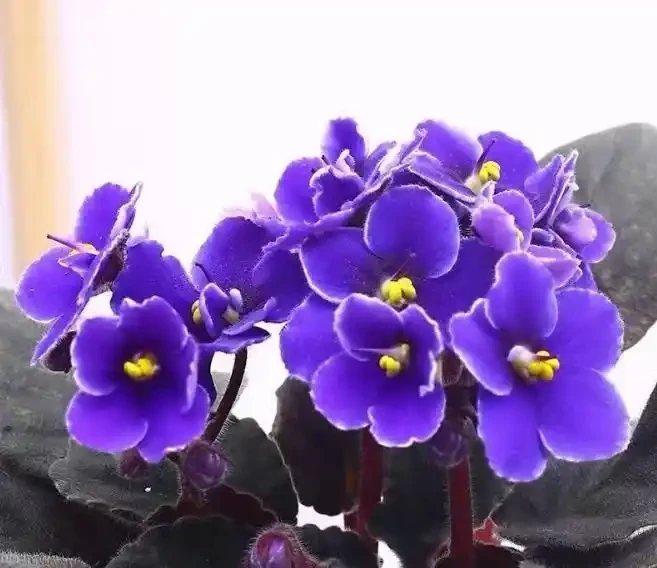 這十種花，顏值高又勤花，一年到頭開不停，養了才知道有多美