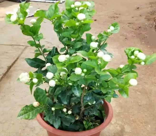 這十種花，顏值高又勤花，一年到頭開不停，養了才知道有多美