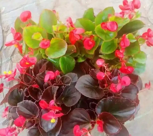 這十種花，顏值高又勤花，一年到頭開不停，養了才知道有多美
