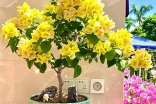 這十種花，顏值高又勤花，一年到頭開不停，養了才知道有多美