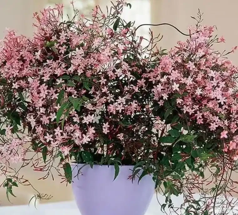 「最香」花卉TOP10,一盆在手,滿屋生香,不養太可惜!