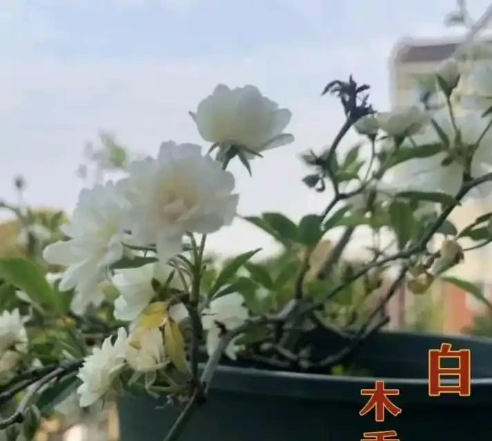 「最香」花卉TOP10,一盆在手,滿屋生香,不養太可惜!