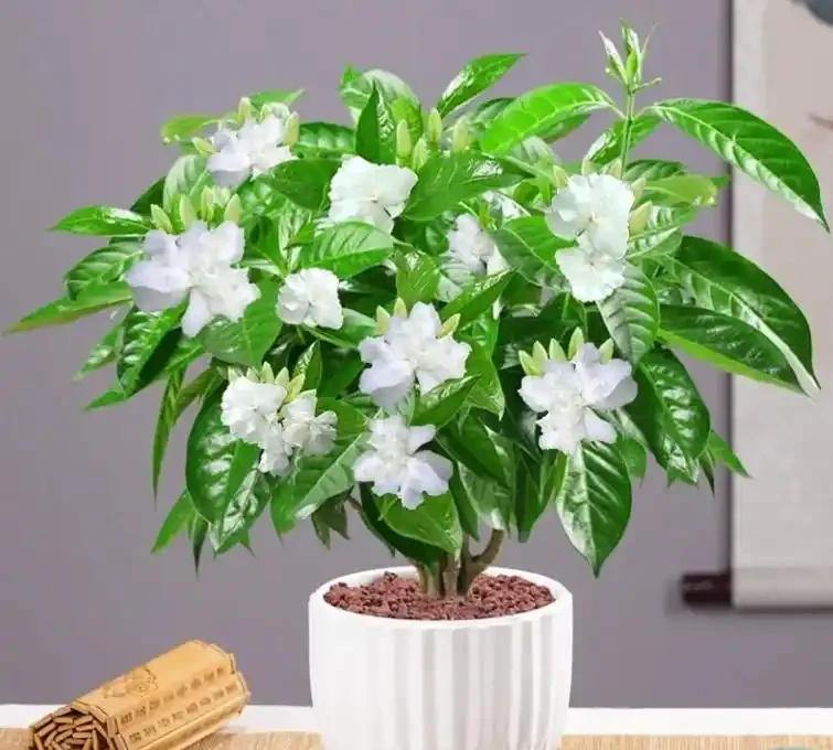 「最香」花卉TOP10,一盆在手,滿屋生香,不養太可惜!
