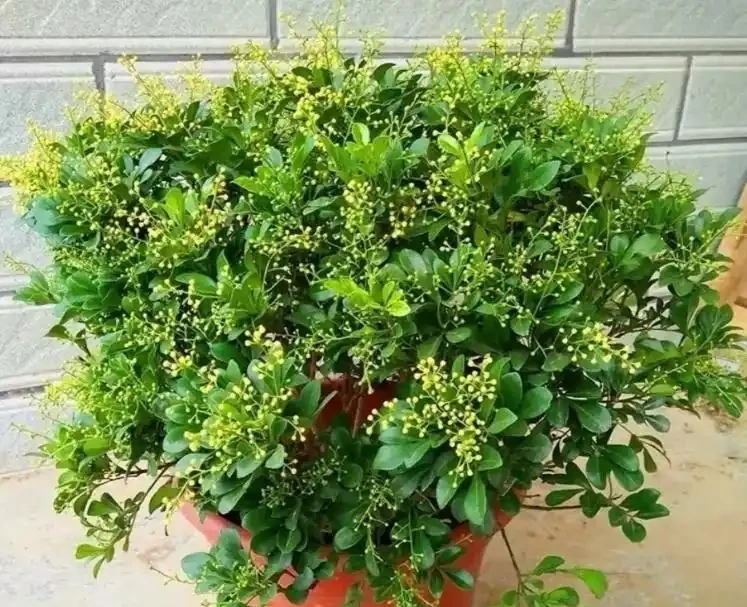 「最香」花卉TOP10,一盆在手,滿屋生香,不養太可惜!