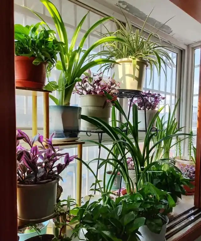 「人養花三年，花養人一生」，這10種陽臺植物，旺財又旺人