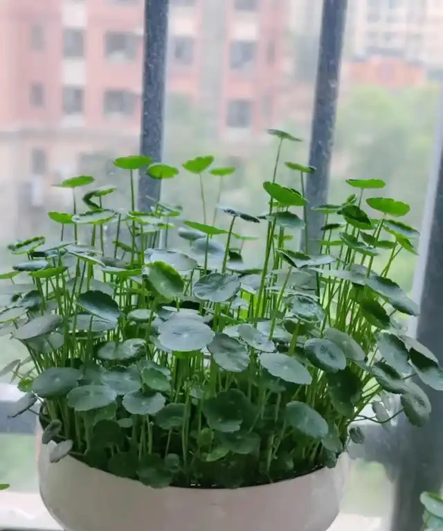 「人養花三年，花養人一生」，這10種陽臺植物，旺財又旺人