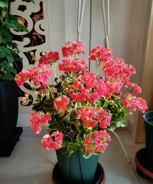 「人養花三年，花養人一生」，這10種陽臺植物，旺財又旺人
